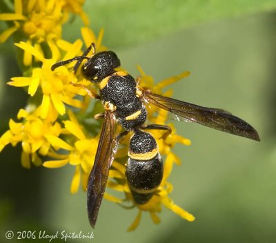 Mason Wasp (female)