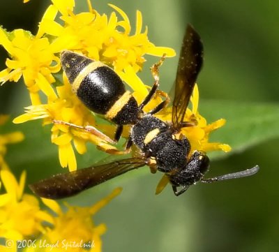 Mason Wasp  (female)