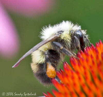 Confusing Bumble Bee  (female)
