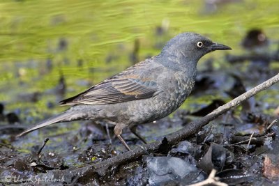 Rusty Blackbird (female)