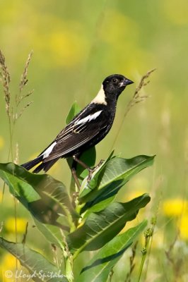 Bobolink