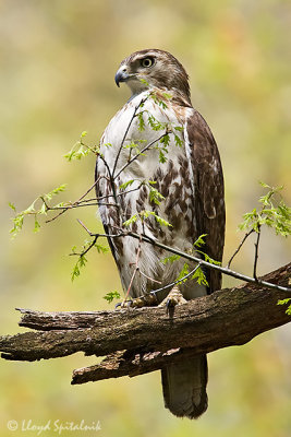 Red-tailed Hawk