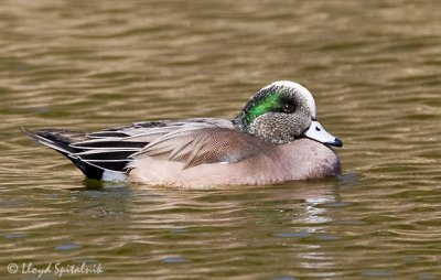 American Wigeon