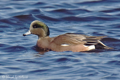 American Wigeon