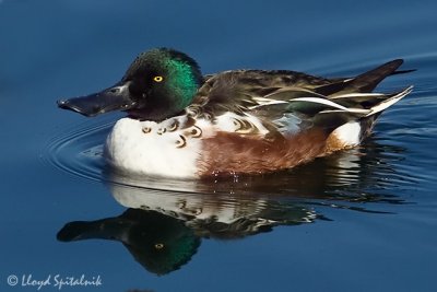 Northern Shoveler (adult male)
