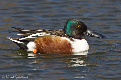 Northern Shoveler (adult male)