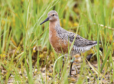 Red Knot