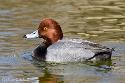 Redhead (male)