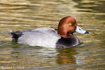 Redhead