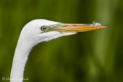 Great Egret