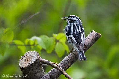 Black-and-white Warbler