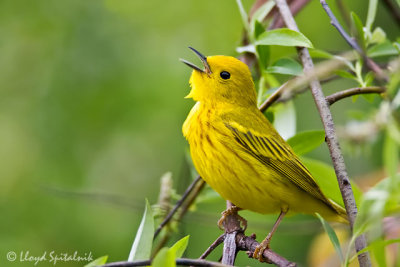 Yellow Warbler
