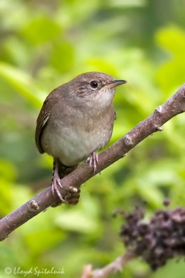 House Wren