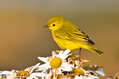 Yellow Warbler