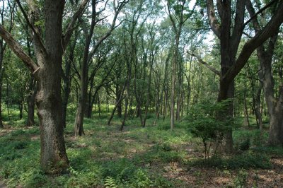 Lost Woods