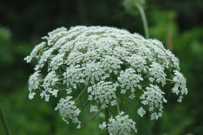 Queen Anne's Lace