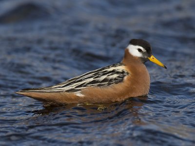 grey phalarope  rosse franjepoot  Phalaropus fulicarius