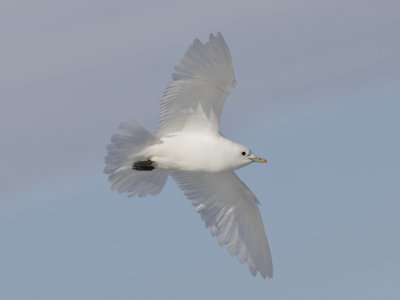 ivory gull  ivoormeeuw  Pagophila eburnea