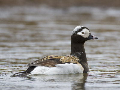 long-tailed duck  ijseend  Clangula hyemalis