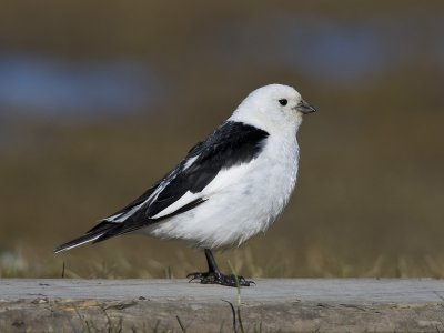 snowbunting  sneeuwgors  Plectrophenax nivalis