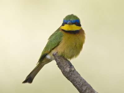 little bee-eater  dwergbijeneter  Merops pusillus