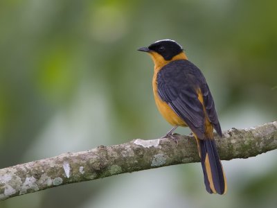 snowy-headed robin-chat  witkruinlawaaimaker  Cossypha niveicapilla