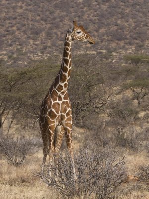 reticulated giraffe  netgiraffe  Giraffa camelopardalis reticulata