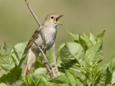 common nightingale  nachtegaal  Luscinia megarhynchos