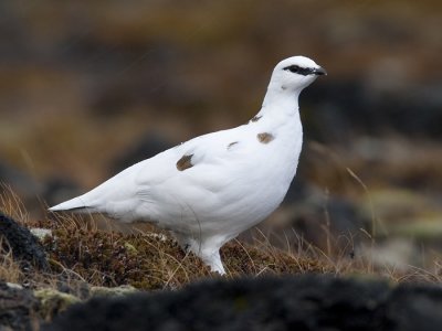rock ptarmigan (winter plumage) <br> alpensneeuwhoen <br> Lagopus mutus
