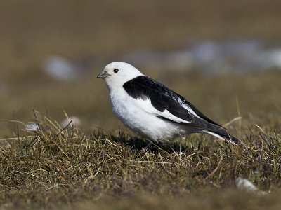 snowbunting  sneeuwgors  Plectrophenax nivalis