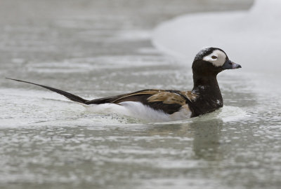 long-tailed duck  ijseend  Clangula hyemalis