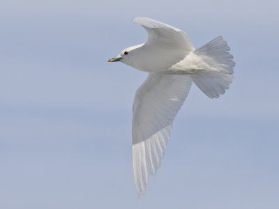 ivory gull  ivoormeeuw  Pagophila eburnea