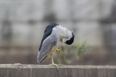 herons