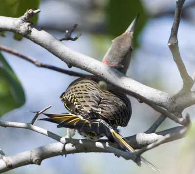 Northern Yellow Shafted Flicker (1)
