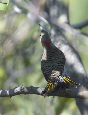 Northern Yellow Shafted Flicker (2)