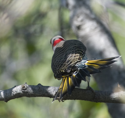 Northern Yellow Shafted Flicker (3)