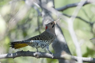 Northern Yellow Shafted Flicker (4)