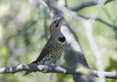 Northern Yellow Shafted Flicker (5)