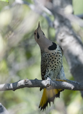 Northern Yellow Shafted Flicker (6)