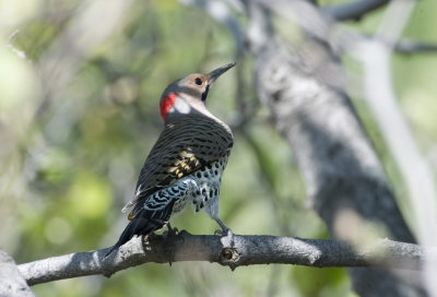 Northern Yellow Shafted Flicker (7)