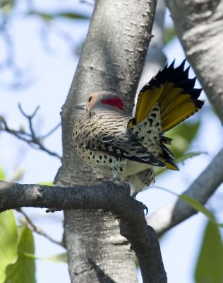 Northern Yellow Shafted Flicker (8)