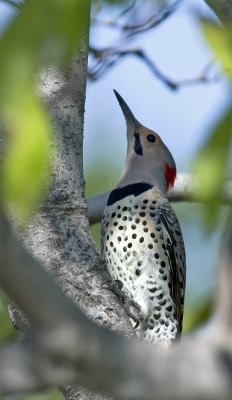 Northern Yellow Shafted Flicker (9)