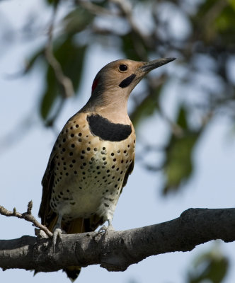 Northern Yellow Shafted Flicker (10)