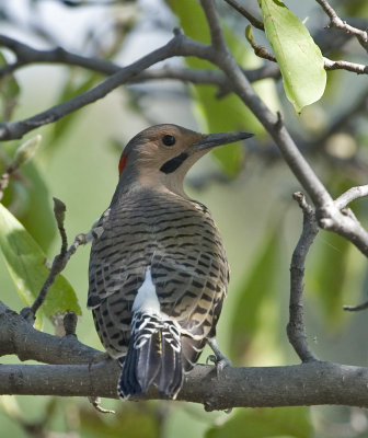 Northern Yellow Shafted Flicker (11)