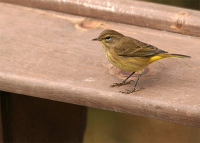 palm-warbler_9329.jpg