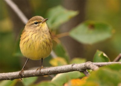palm-warbler-paruline--cor.jpg