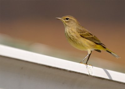 paruline--couronne-rousse_.jpg