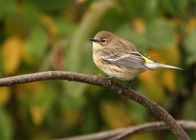 paruline--croupion-jaune_9.jpg