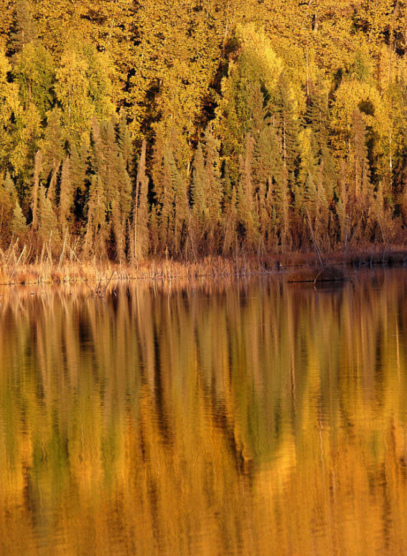 Evening Fall Colors