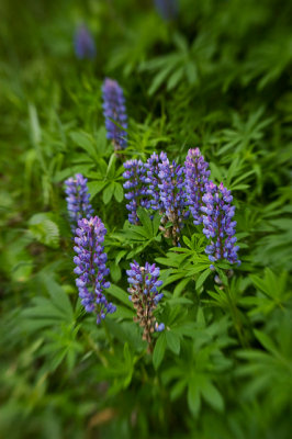 Lupine